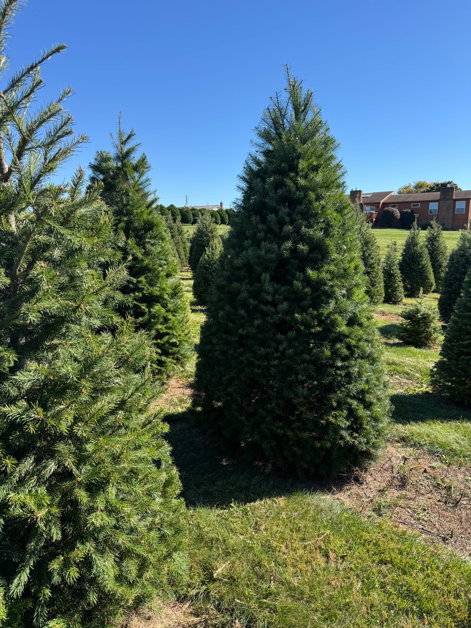 Quality Tree Farm field photograph 4