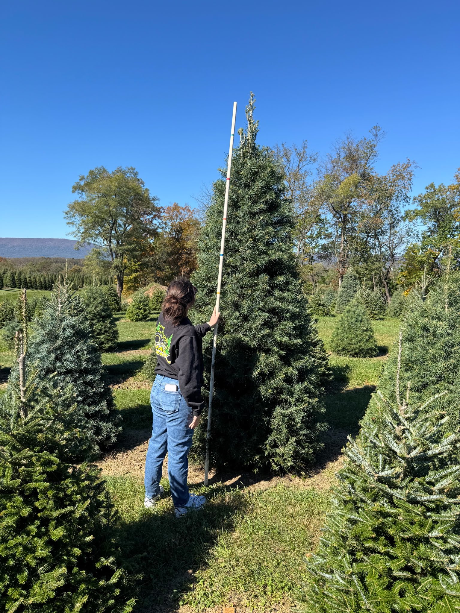 Quality Tree Farm field photograph 8