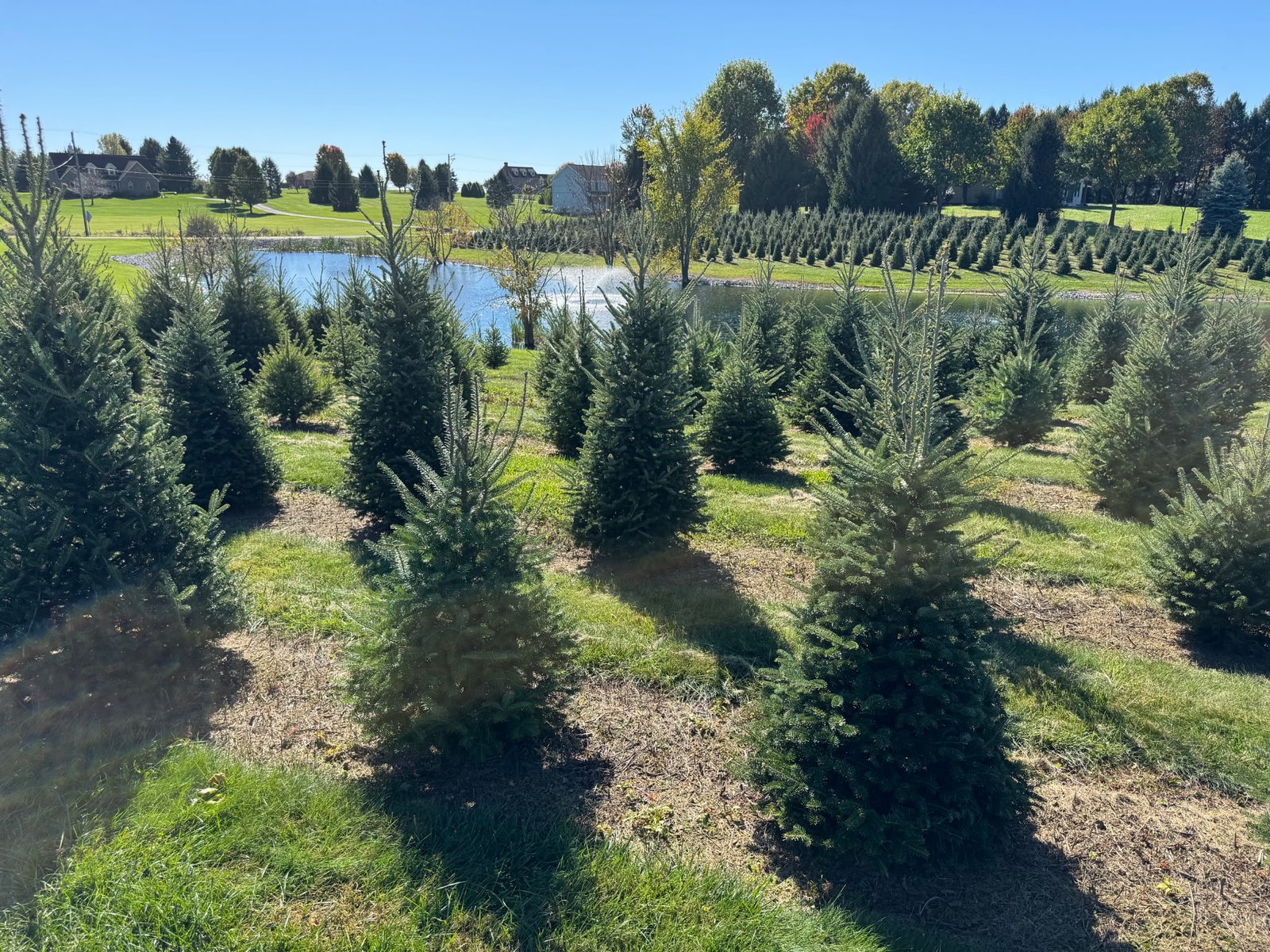 Quality Tree Farm field photograph 9
