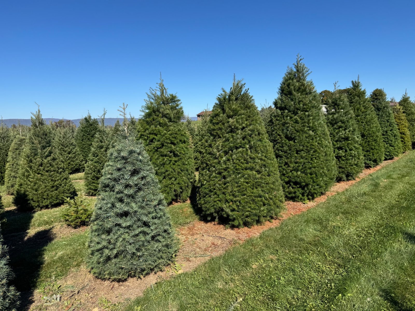 Quality Tree Farm field photograph 10