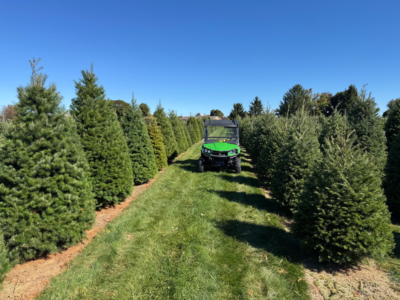 Quality Tree Farm field photograph 12
