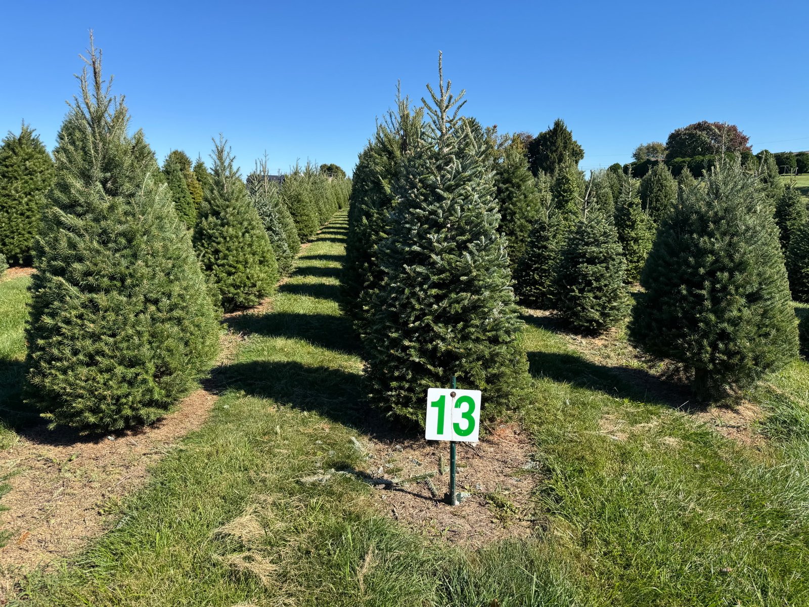 Quality Tree Farm field photograph 16