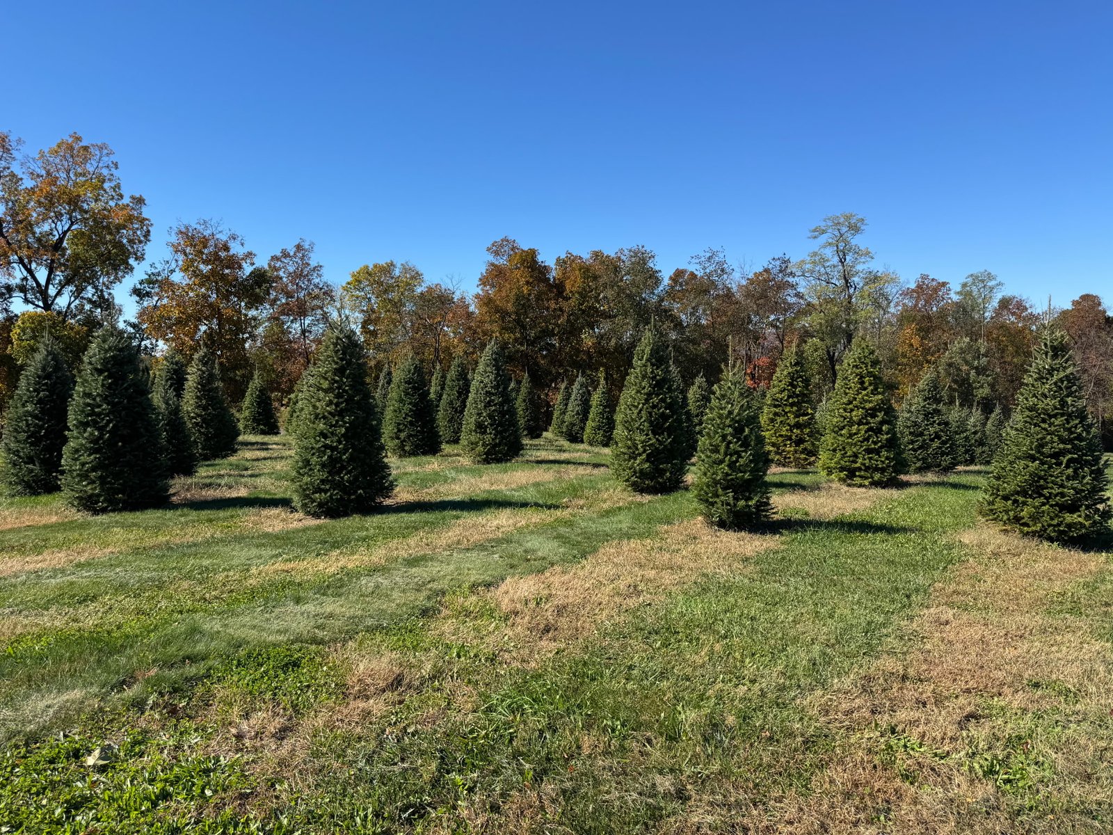 Quality Tree Farm field photograph 18