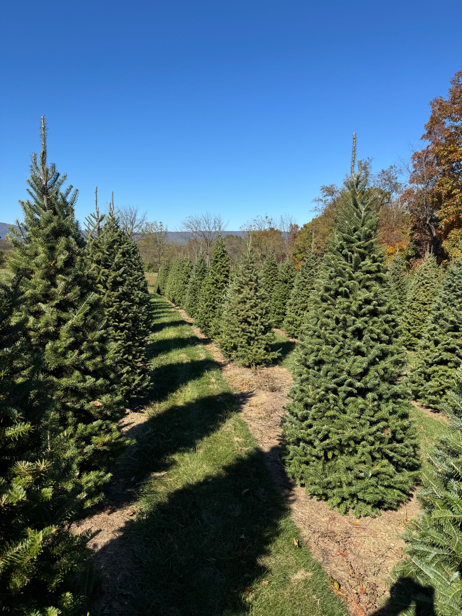 Quality Tree Farm field photograph 20