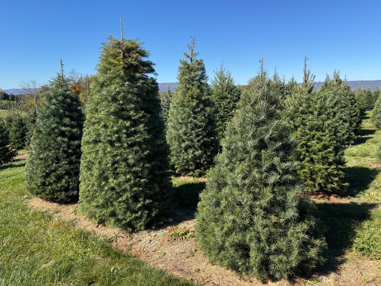 Christmas trees growing at Quality Tree Farm