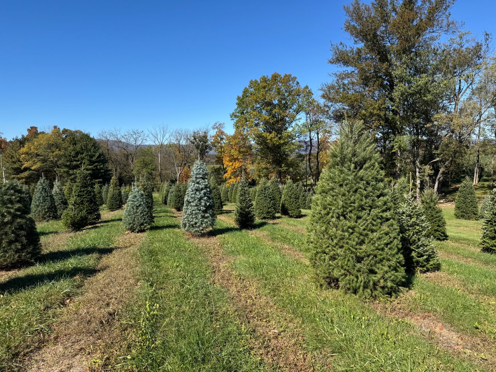 Rows of trees at Quality Tree Farm