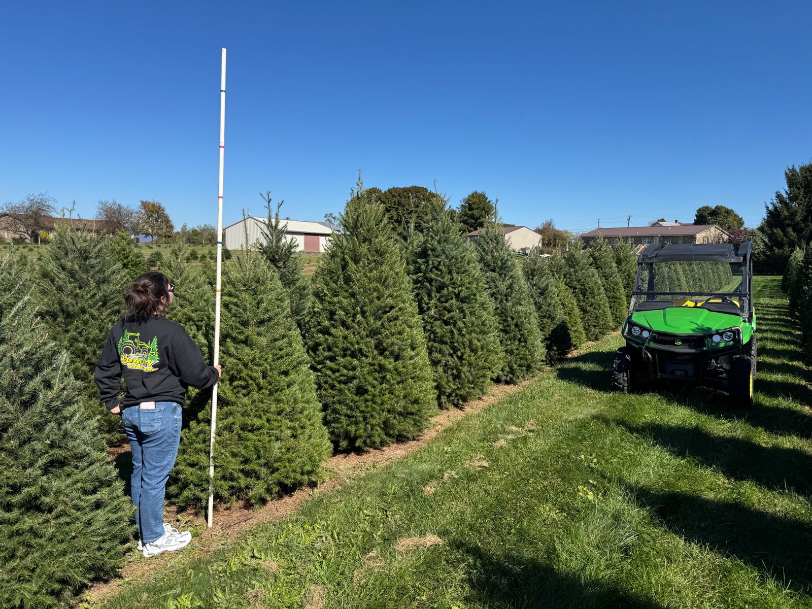 Measuring a Christmas tree in the field