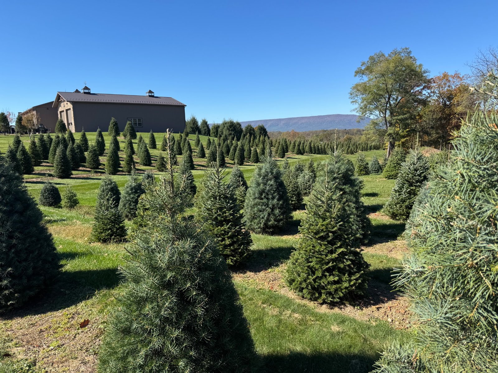 A view of the Quality Tree Farm landscape